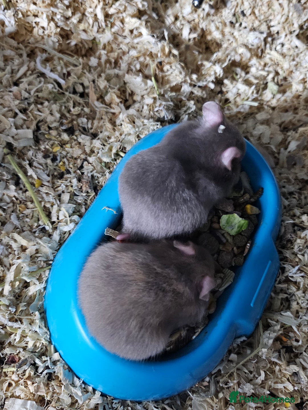 Hamster rodents for sale: Gorgeous Syrians - Advert 9