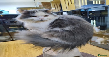 Mixed Breed cats - Advert 4