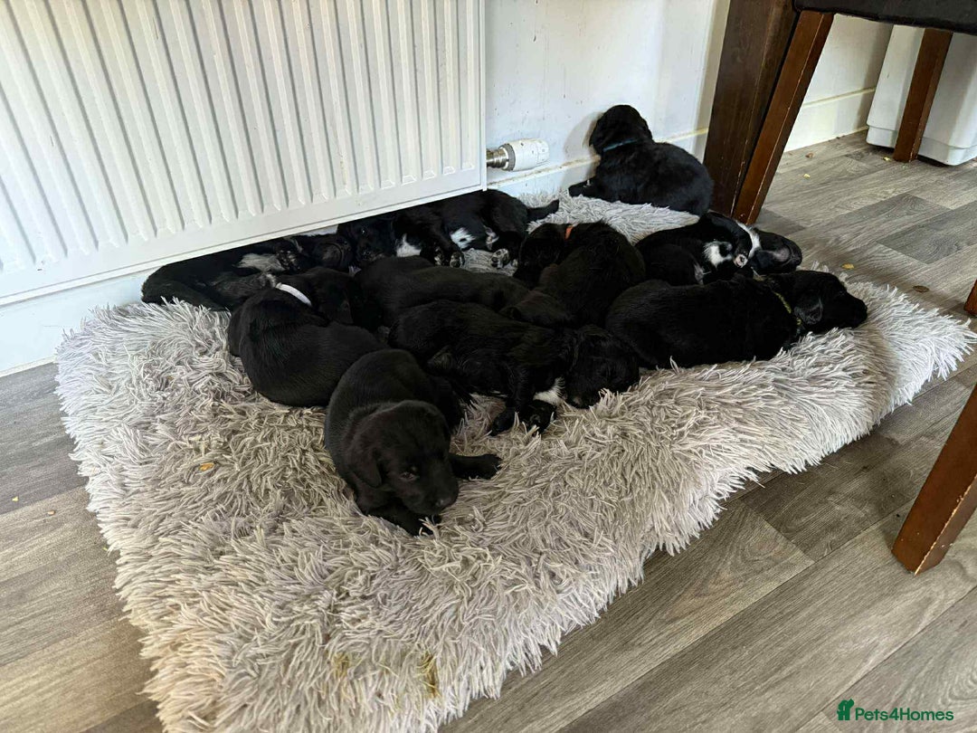 Mixed Breed dogs for sale: Springer Spaniels cross - Image 12