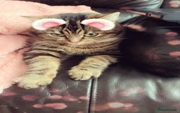 Domestic Shorthair cats for sale: Cookie - Image 2