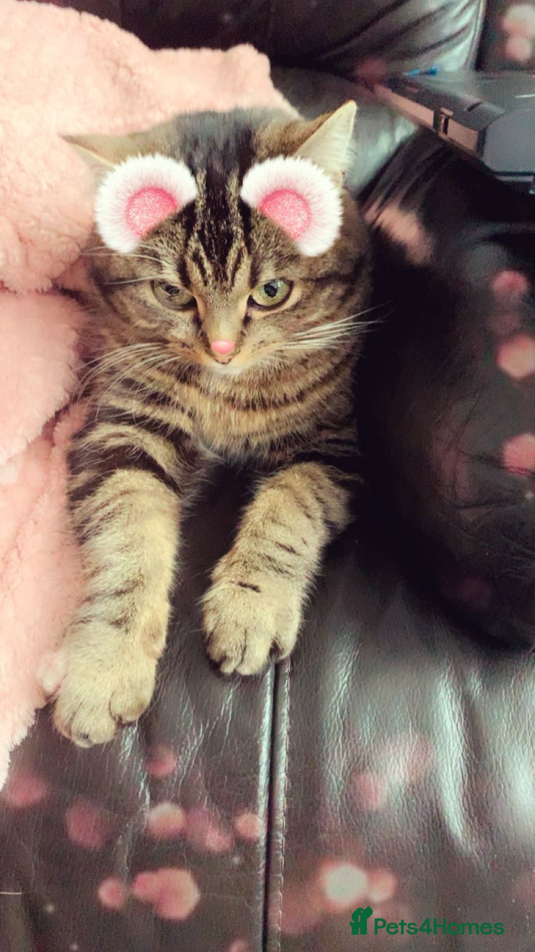 Domestic Shorthair cats for sale: Cookie - Image 2