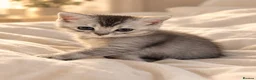 Mixed Breed cats for sale: Grey and white kittens 🫶🏻 - Advert 6