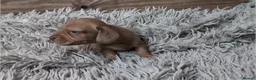 Miniature Dachshund dogs for sale: Mini Dachshund Puppies KC Ready start of March 🐾 - Advert 22