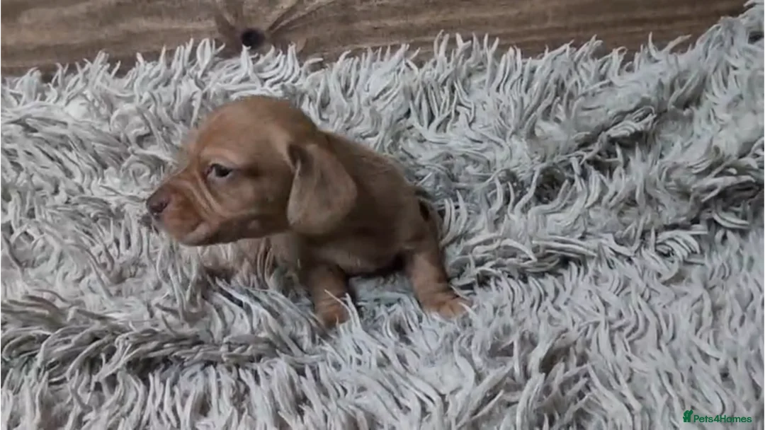 Miniature Dachshund dogs for sale: Mini Dachshund Puppies KC Ready start of March 🐾 - Advert 22