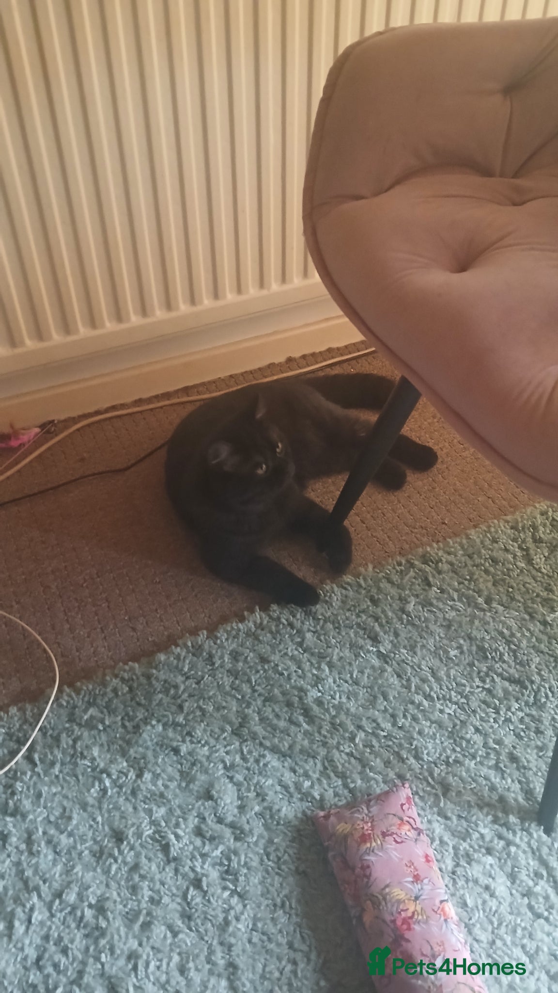 Mixed Breed cats for sale: 2 beautiful cats for sale  - Advert 3