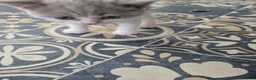 British Shorthair cats for sale: Olny  1 boy left Britishorthairs kitten ready  now - Advert 15
