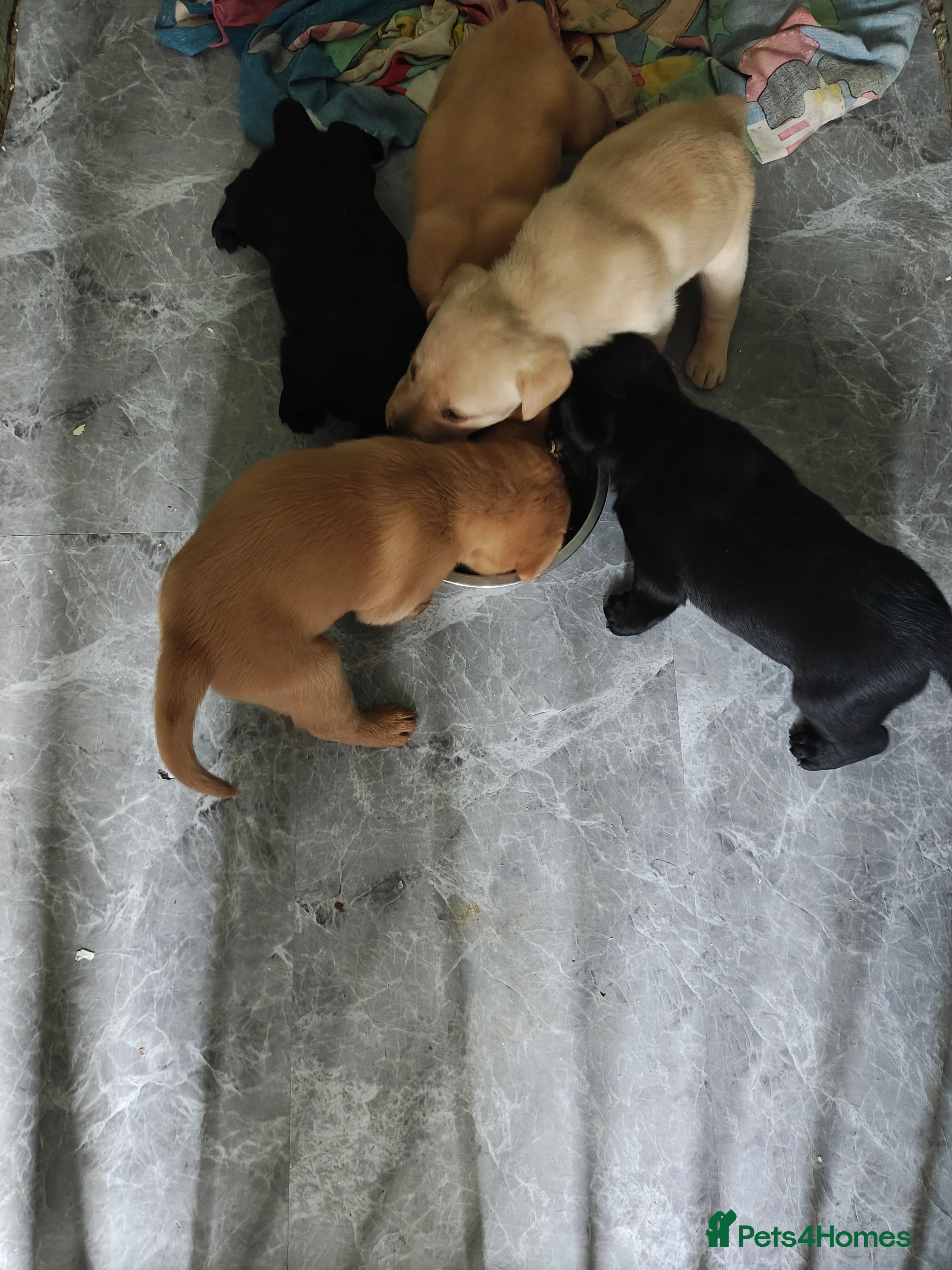 Labrador Retriever dogs Stunning Labrador pups - Advert 1