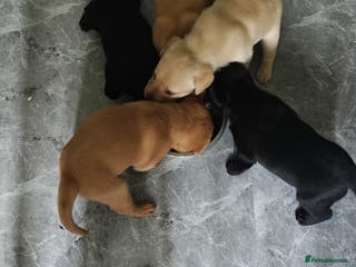 Labrador Retriever dogs READY Stunning Labrador pups - Advert 10