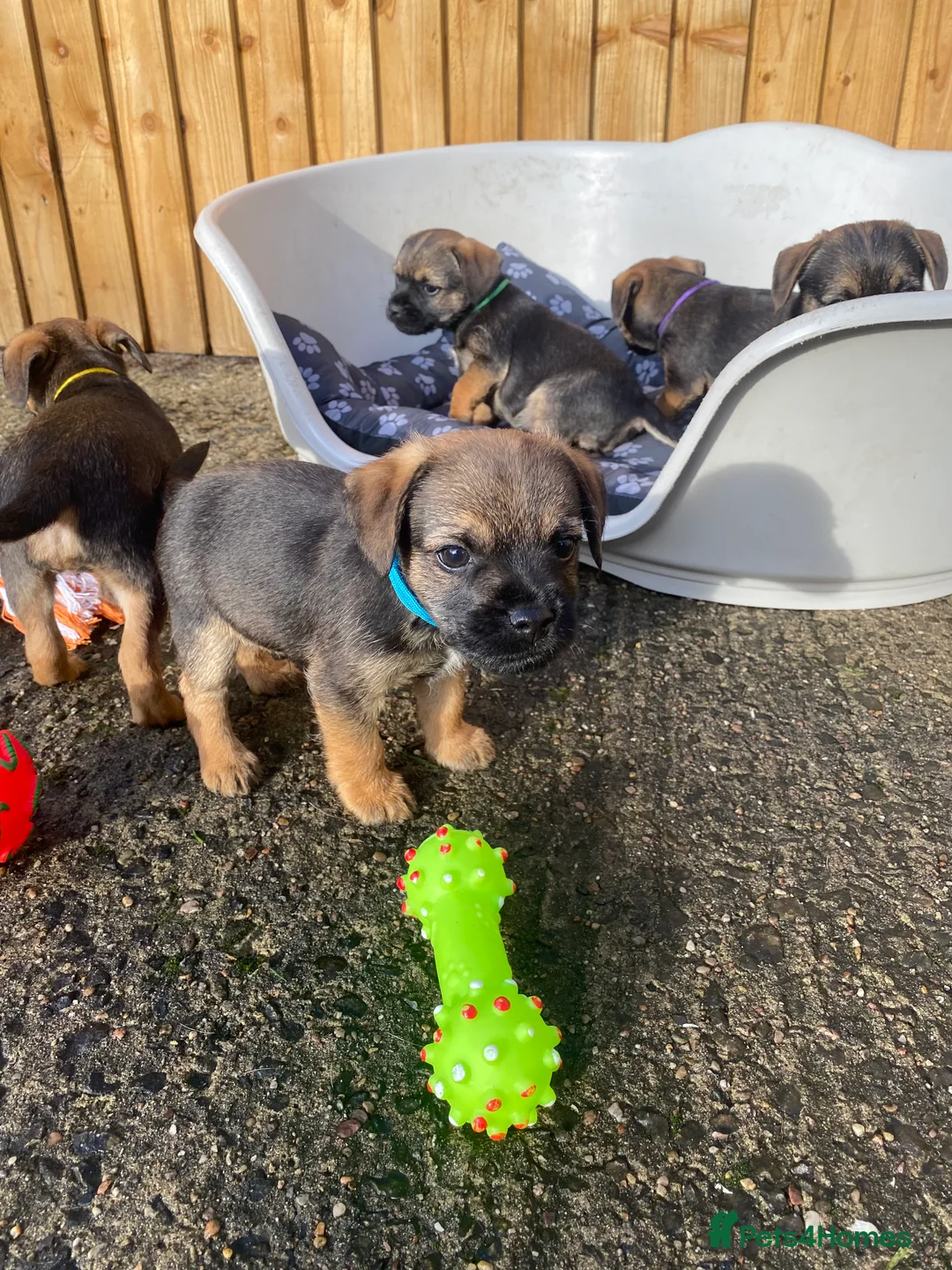 Border Terrier dogs for sale: ⭐️BORDER TERRIER PUPPIES  - Advert 9