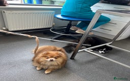 Pomeranian dogs for sale: Teddybear cuddly Retired spayed 1-2 years old  - Image 22
