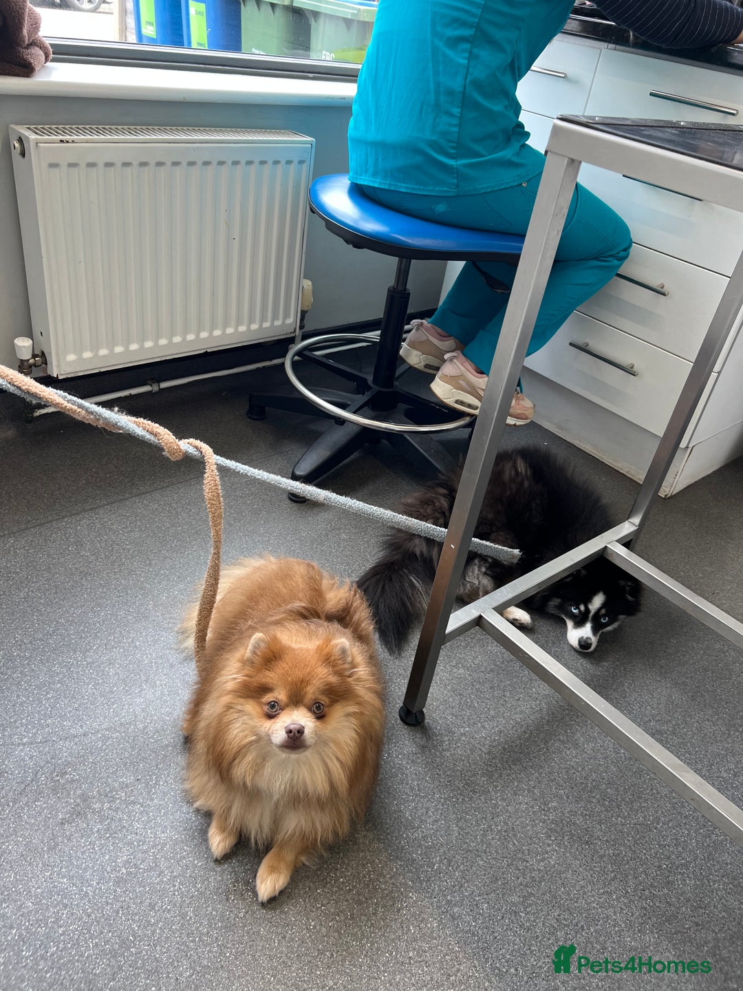Pomeranian dogs for sale: Teddybear cuddly Retired spayed 1-2 years old  - Image 22