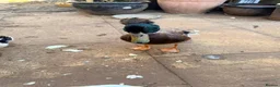 Ducks poultry for sale: Indian runner ducks in Market Drayton - Advert 5