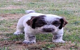Cocker Spaniel dogs for sale: Working Cocker Spaniel Puppies  - Image 13