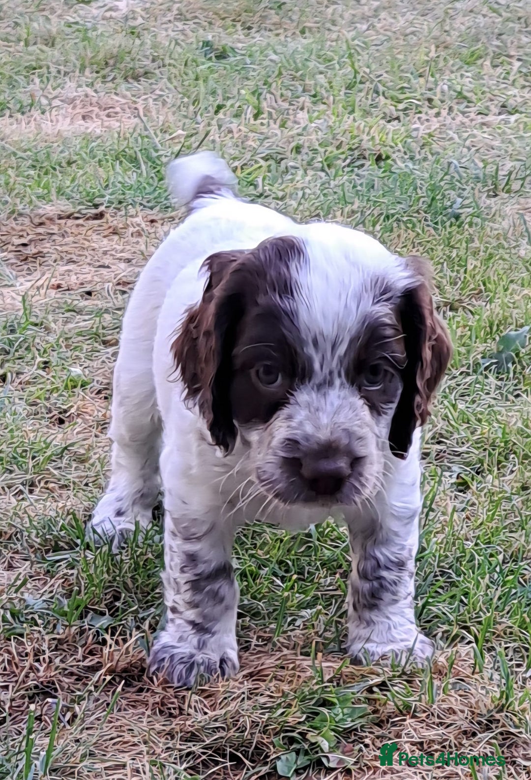 Cocker Spaniel dogs for sale: Working Cocker Spaniel Puppies  - Image 13