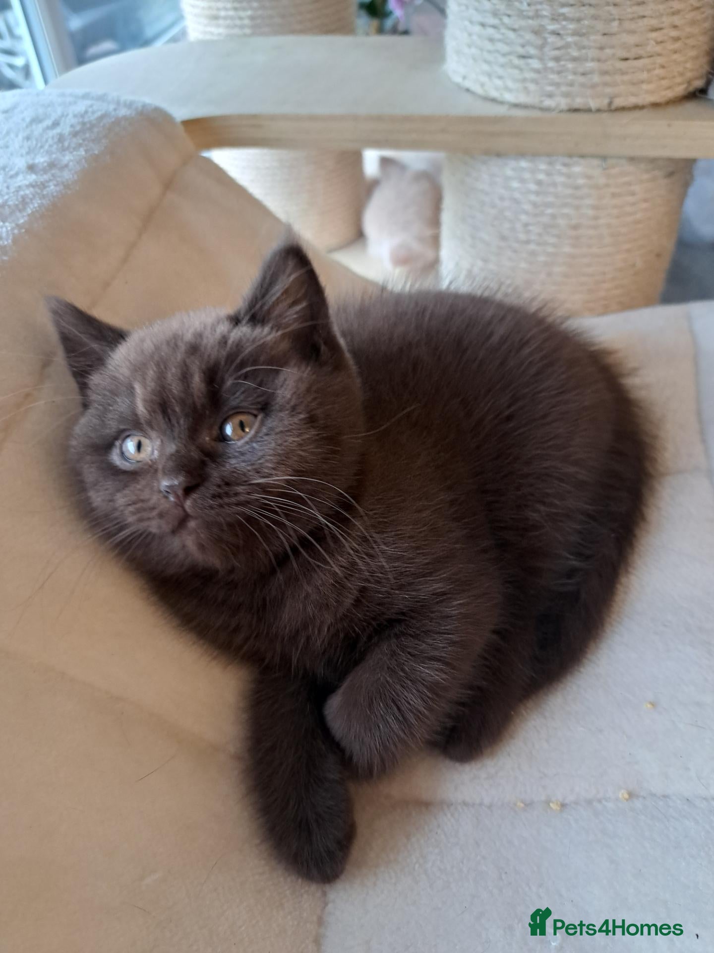 British Shorthair cats Top Quality purebreed BSH kittens - Advert 2