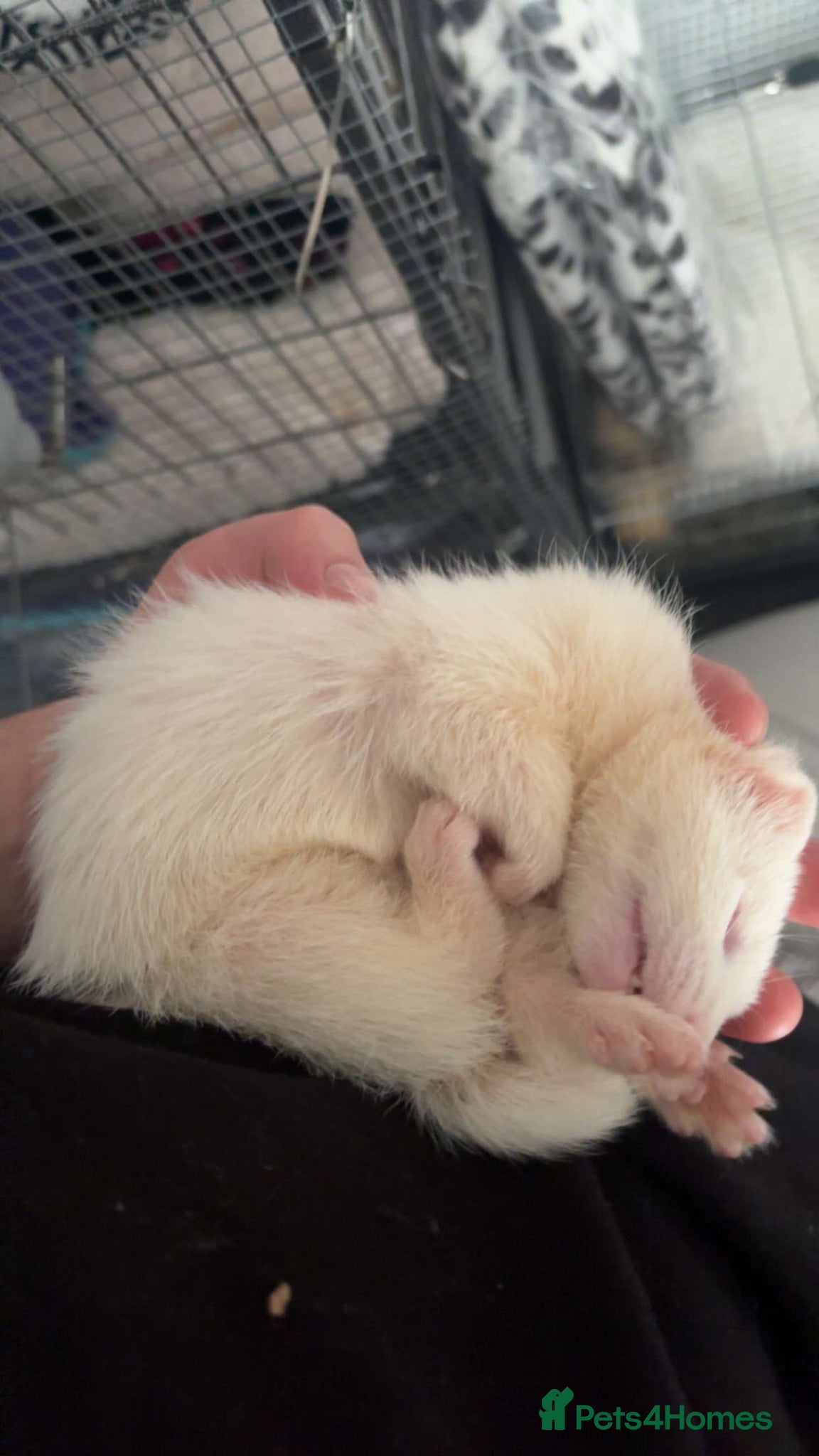 Ferret rodents Younger ferret wanted  - Advert 3