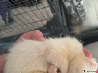 Ferret rodents Younger ferret wanted - Advert 3