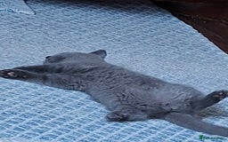 British Shorthair cats for sale: British Blue Short-hair 4 kittens for sale  - Image 25
