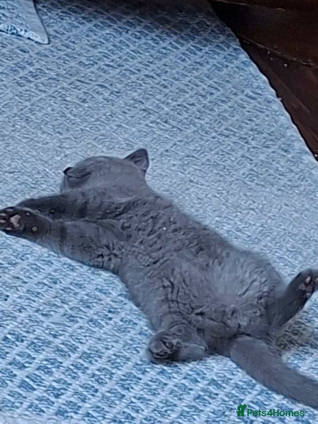 British Shorthair cats for sale: British Blue Short-hair 4 kittens for sale  - Image 25