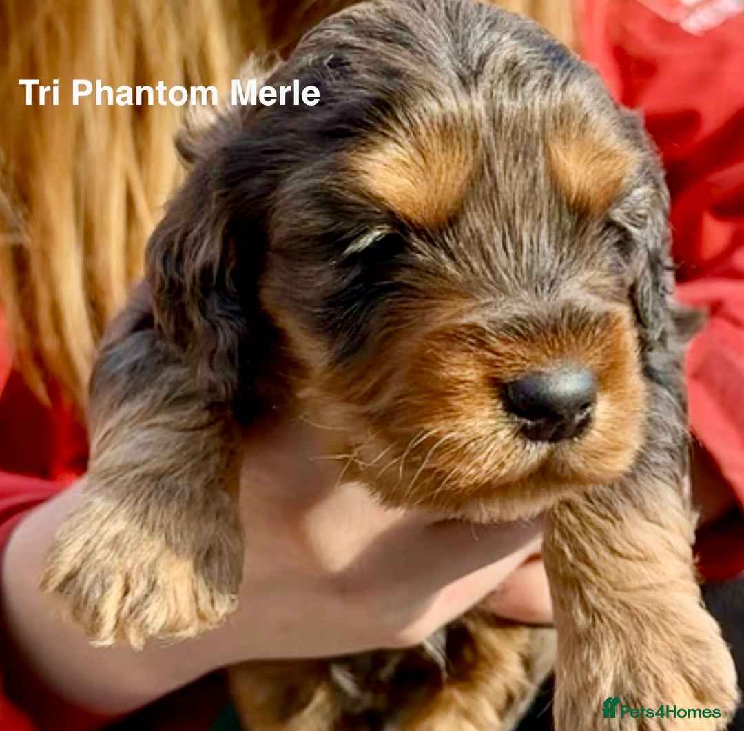 Cockapoo dogs for sale: F1BB Cockapoo Pups  - Image 17