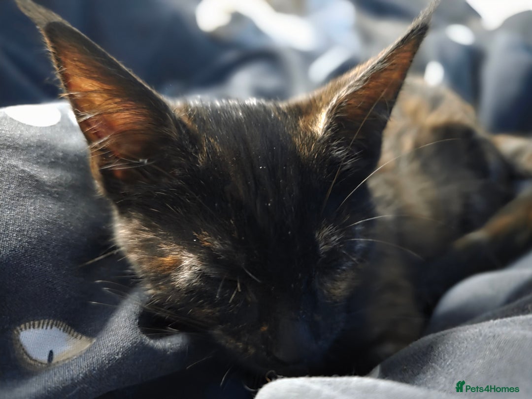 Maine Coon cats for sale: Mix Maine Cone kittens  - Image 7