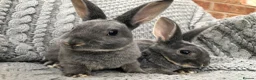 Rex rabbits for sale: Beautiful velvet mini Rex & Rex rabbits - Advert 34