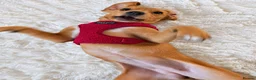 Mixed Breed dogs for sale: Lulu  - Advert 5