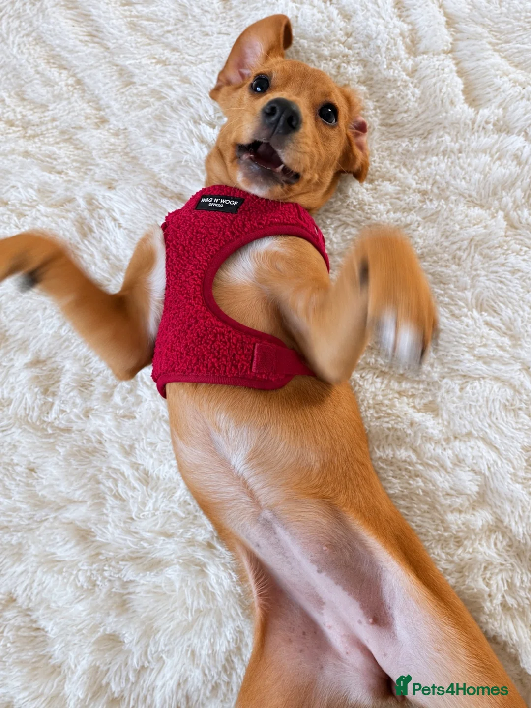 Mixed Breed dogs for sale: Lulu  - Advert 5