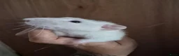 Rat rodents for sale:  4 Rats and large cage setup for sale - Advert 7