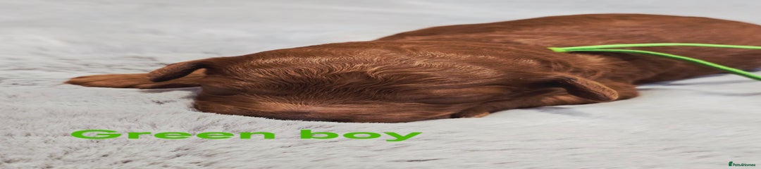 Green boy