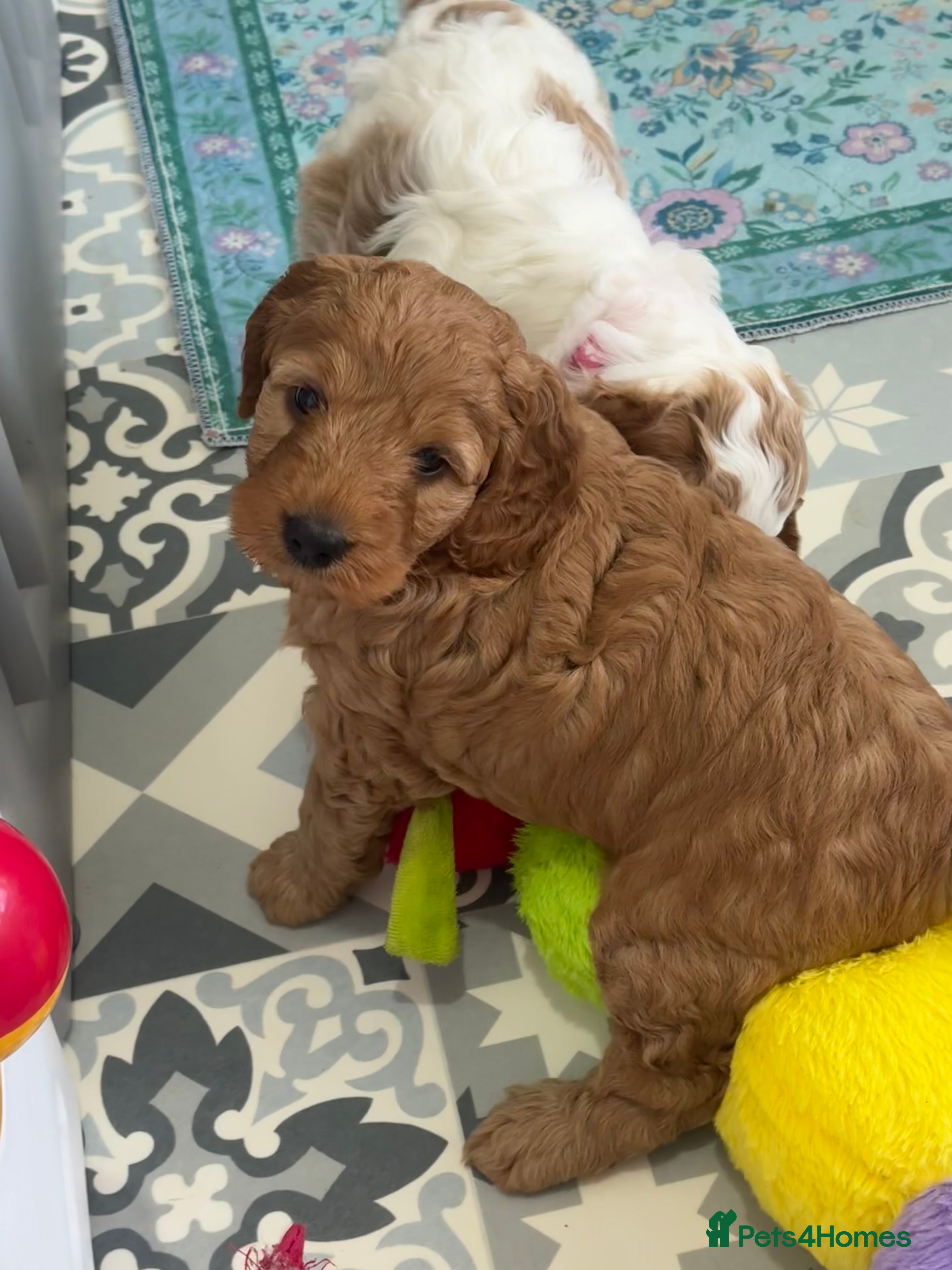 Australian Labradoodle dogs Stunning Australian Labradoodle Pups - Advert 2