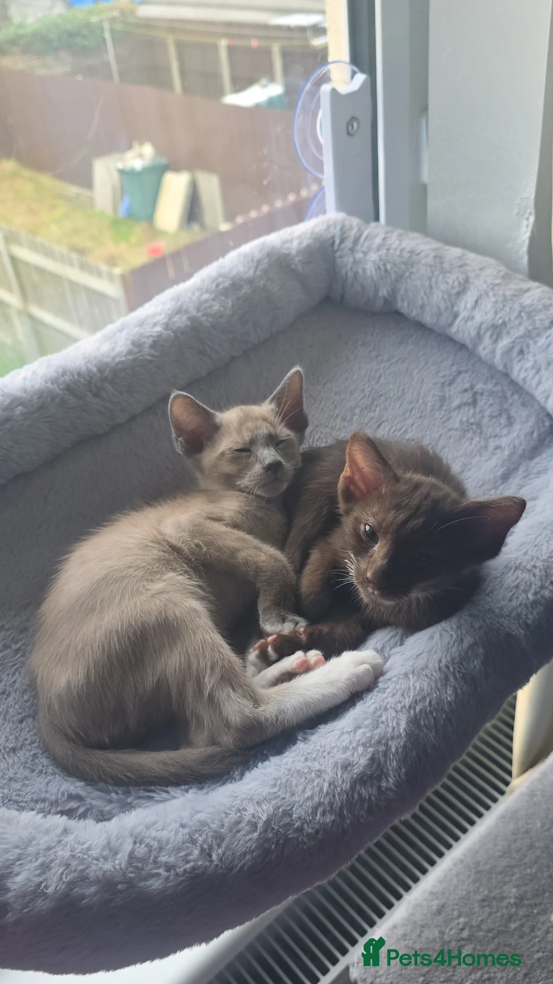 Oriental cats for sale: Oriental Shorthair Kittens - Advert 2