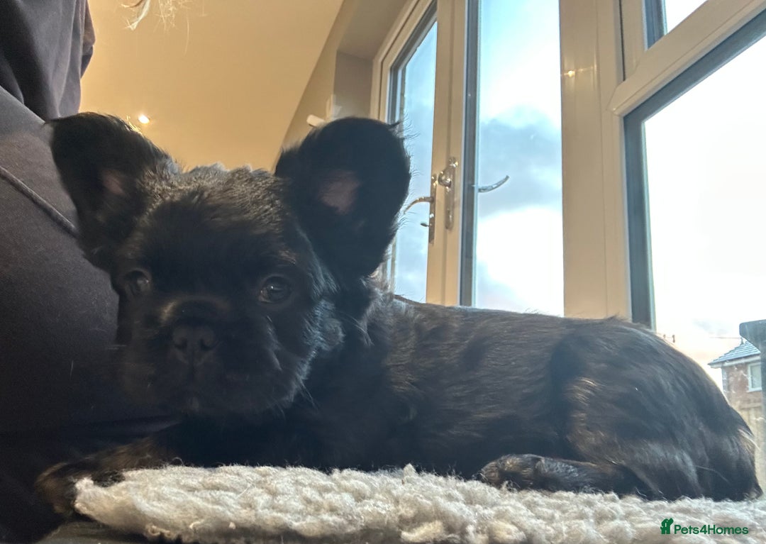 French Bulldog dogs for sale: Fluffy French Bulldog Puppy x 2 - Advert 3