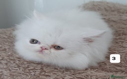 Persian cats for sale: GCCF REGISTERED PERSIAN KITTENS  - Image 3