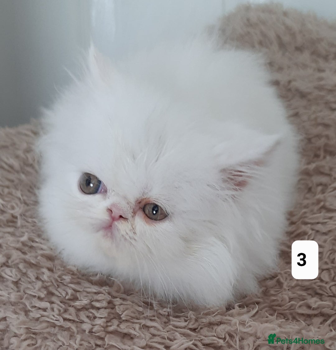 Persian cats for sale: GCCF REGISTERED PERSIAN KITTENS  - Image 3