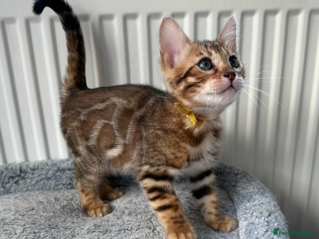 Bengal cats for sale: Beautiful Bengal babies ready this weekend  - Advert 4