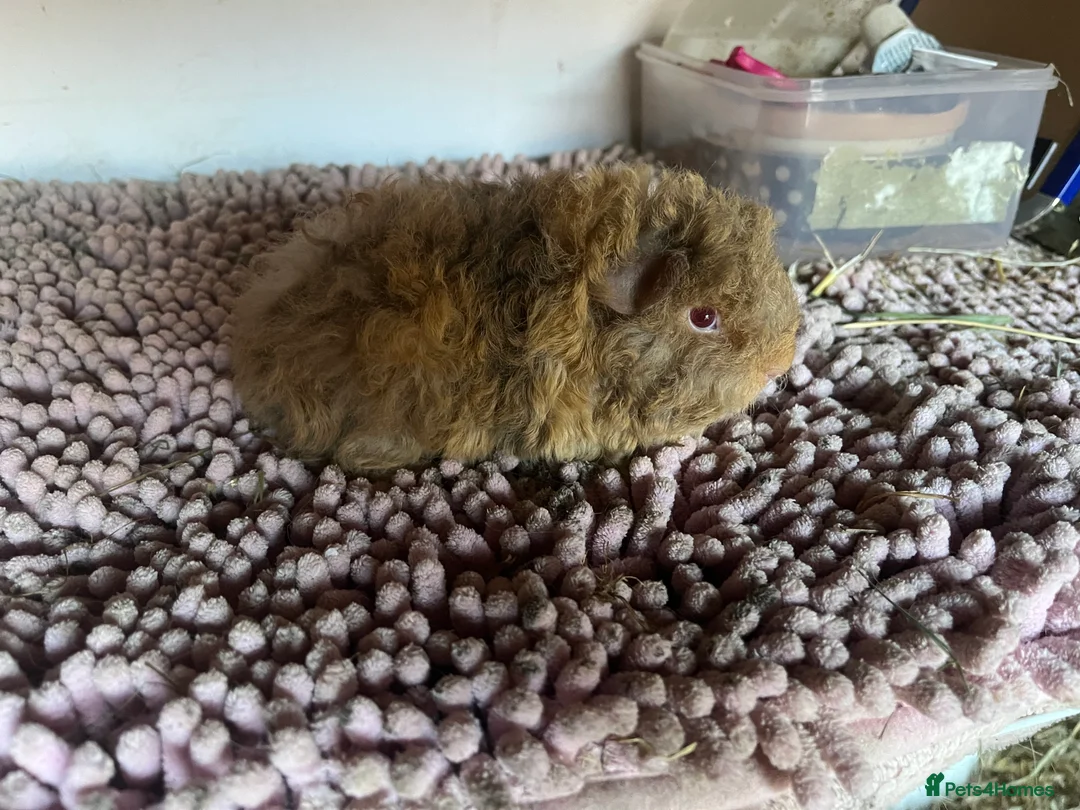 Guinea Pig rodents for sale: PUREBRED PERUVIAN & ALPACA BOARS OF ALL AGES - Advert 2