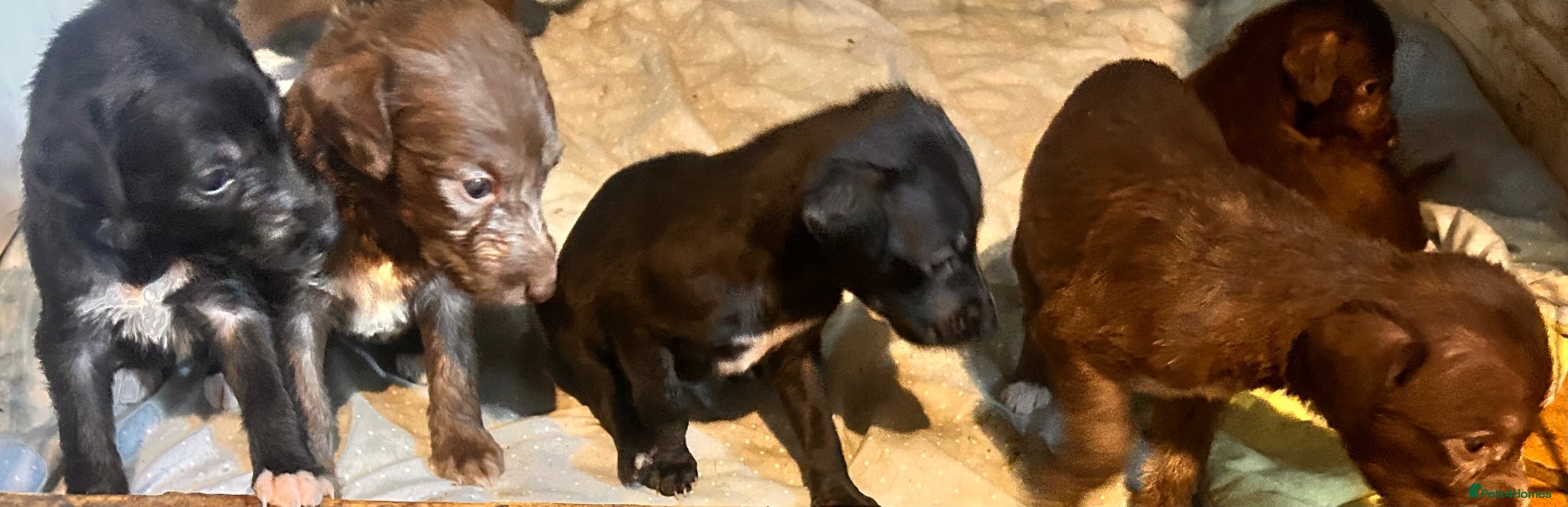 Mixed Breed dogs for sale: 11 gorgeous bedlington whippet pups  - Advert 7