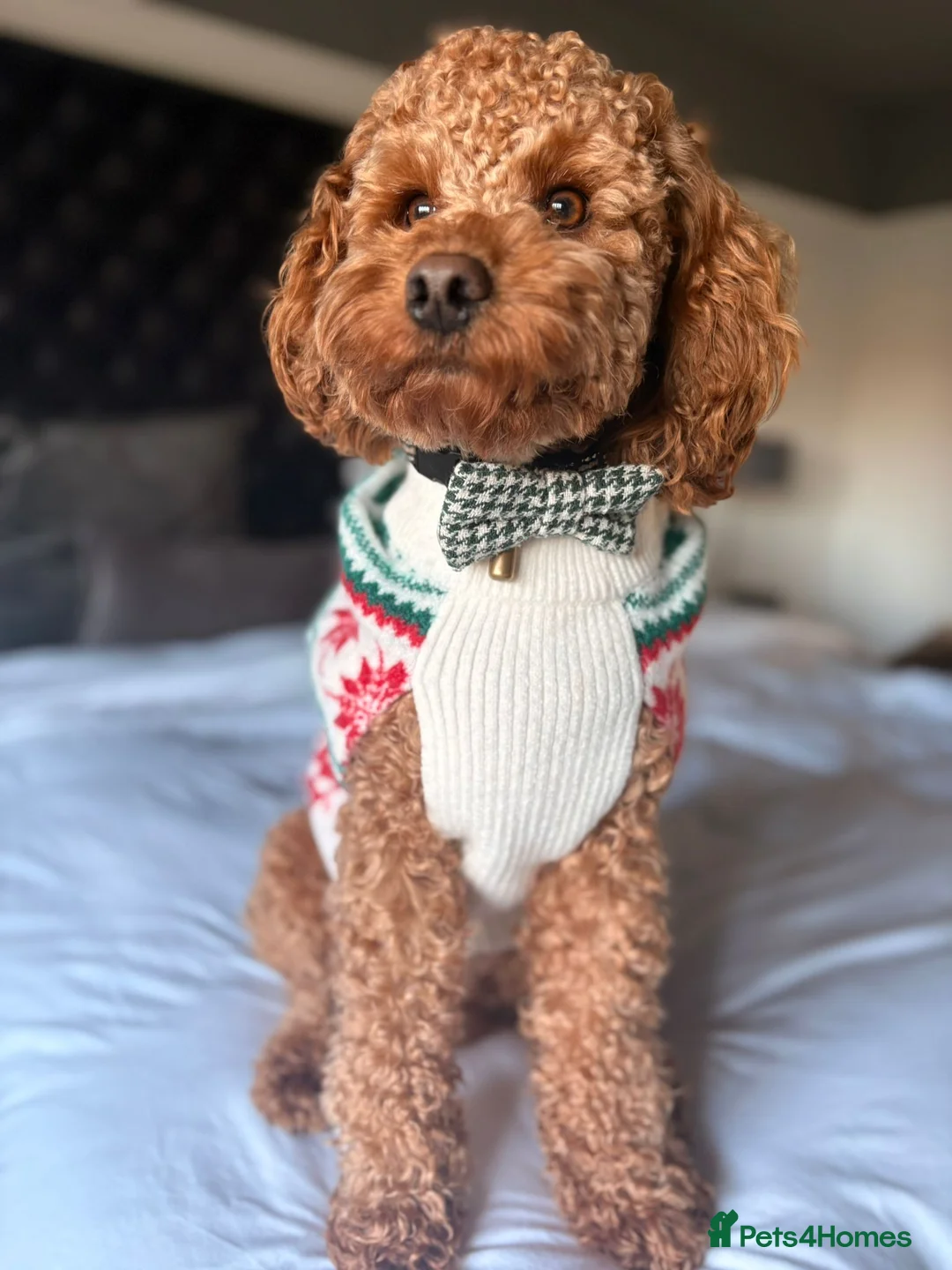 Cavapoo dogs for sale: Cavapoos Fb3. - Advert 21