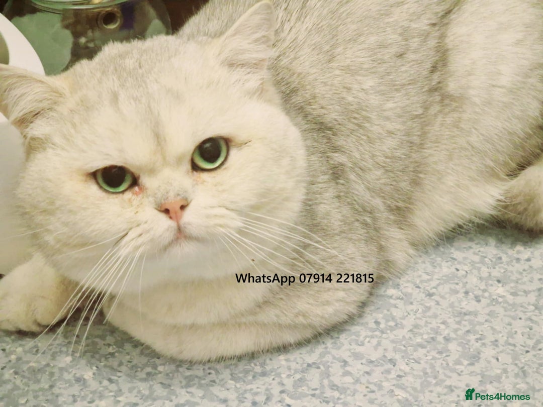 British Shorthair cats for stud: ❤ British Short Hair Active Stud ❤ Champion ❤ in Doncaster - Advert 6