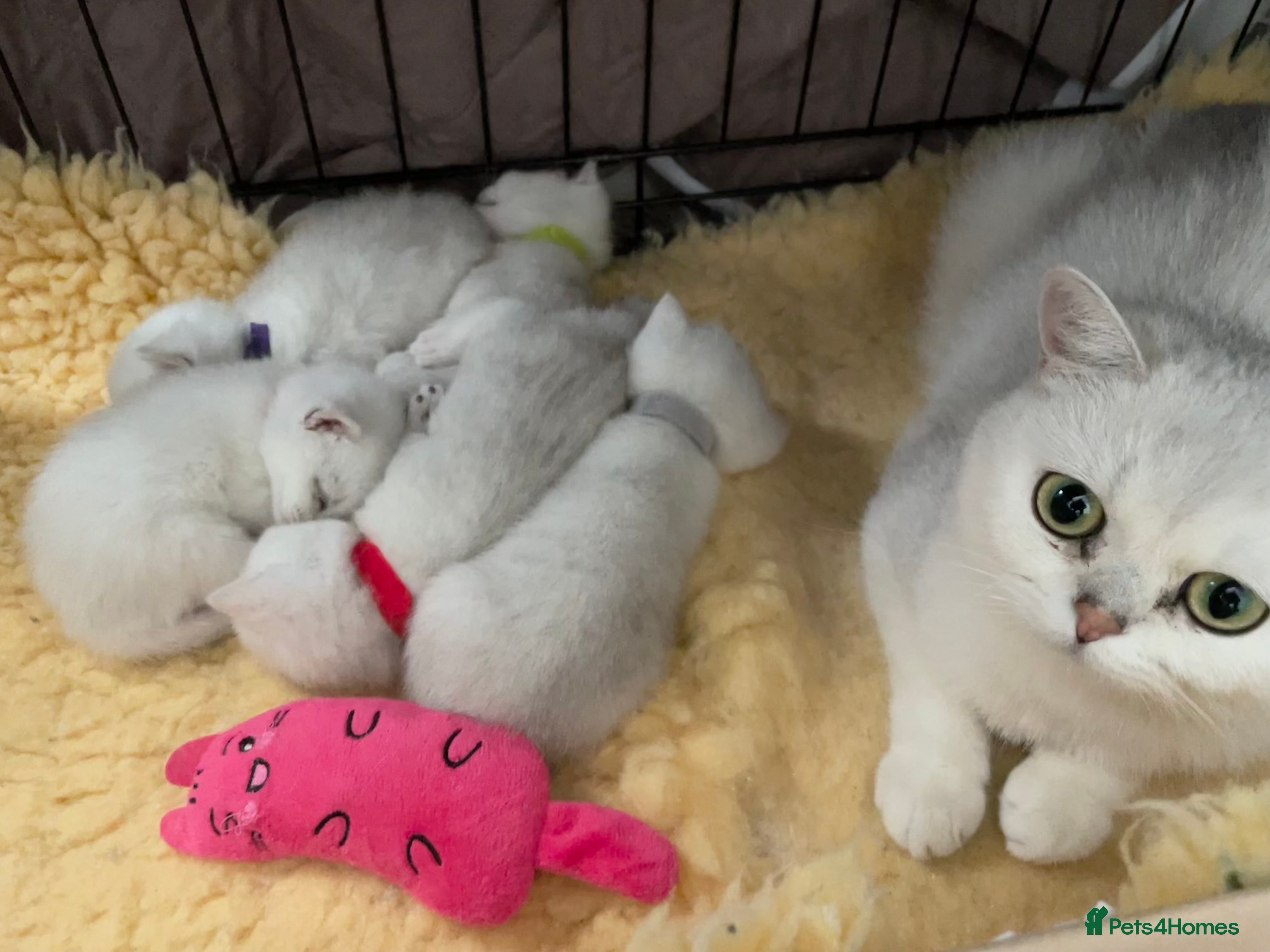 British Shorthair cats BSH Silver/Black Tipped Boys GCCF Registered  - Advert 2