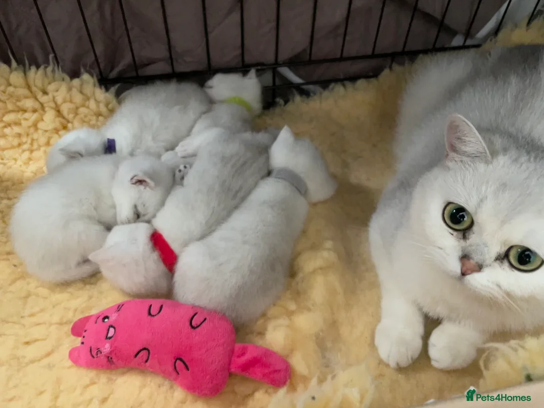 British Shorthair cats for sale: BSH Silver/Black Tipped Boys GCCF Registered  - Advert 2