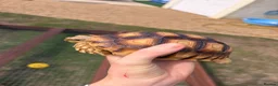 Tortoise reptiles for sale: 2 Sulcata Tortoises for sale  - Advert 3