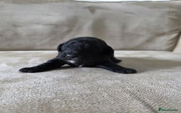 Toy Poodle dogs for sale: KC Tiny Perfect phantom poodles + colours  - Image 8