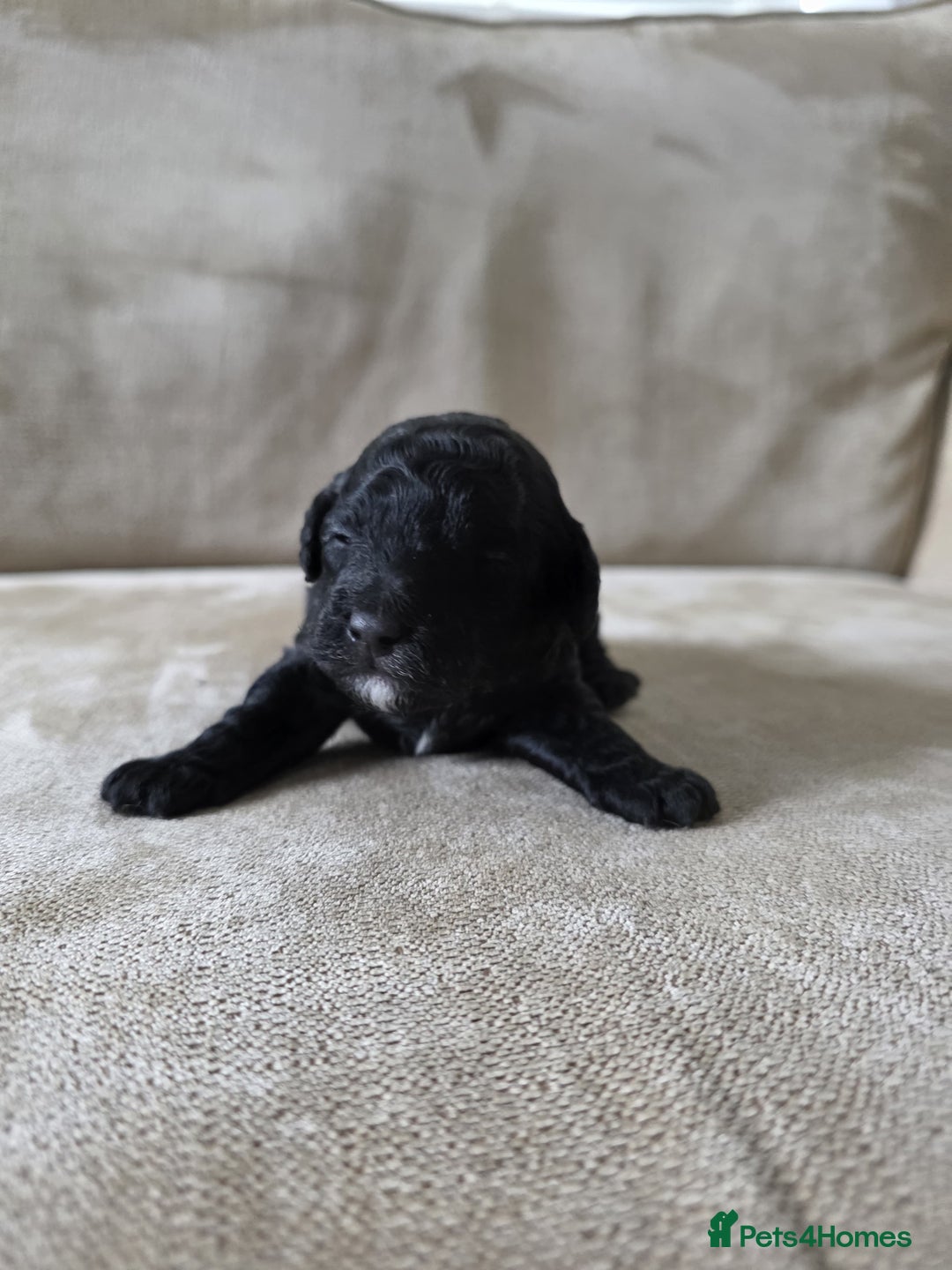 Toy Poodle dogs for sale: KC Tiny Perfect phantom poodles + colours  - Image 8
