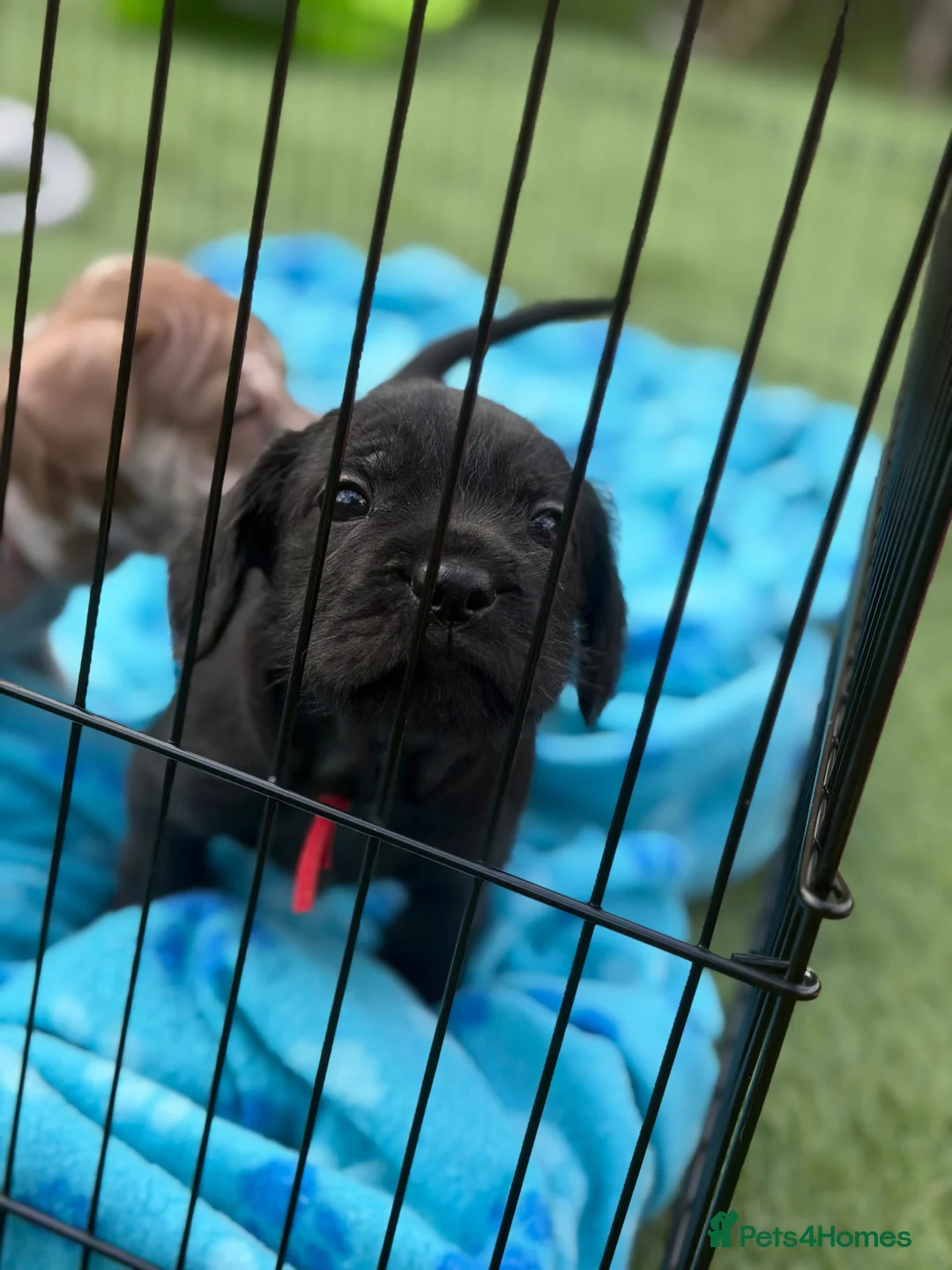 Mixed Breed dogs for sale: Cockapoo cross French bulldog pups for sale  in Bradford - Advert 7
