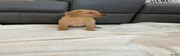 Labrador Retriever dogs for sale: For Red Labrador pups. KC REG/COUNCIL LICENSED  - Advert 9