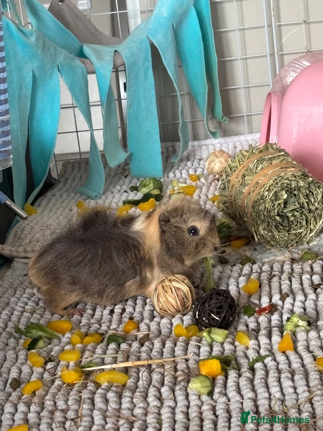 Guinea Pig rodents for sale: Two female guinea pigs for rehome - Advert 2