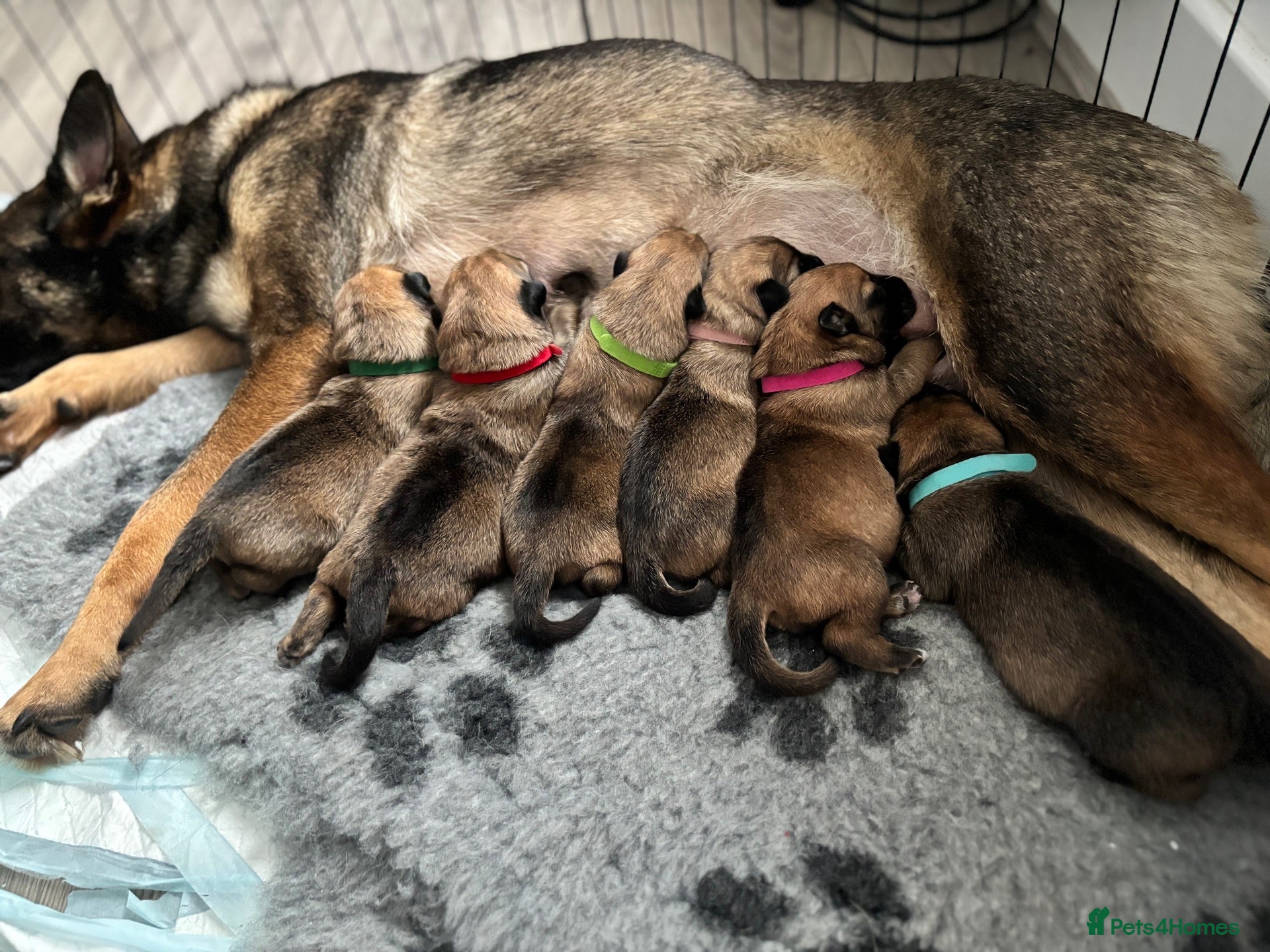 German Shepherd dogs German Shepherd Puppies - Advert 8
