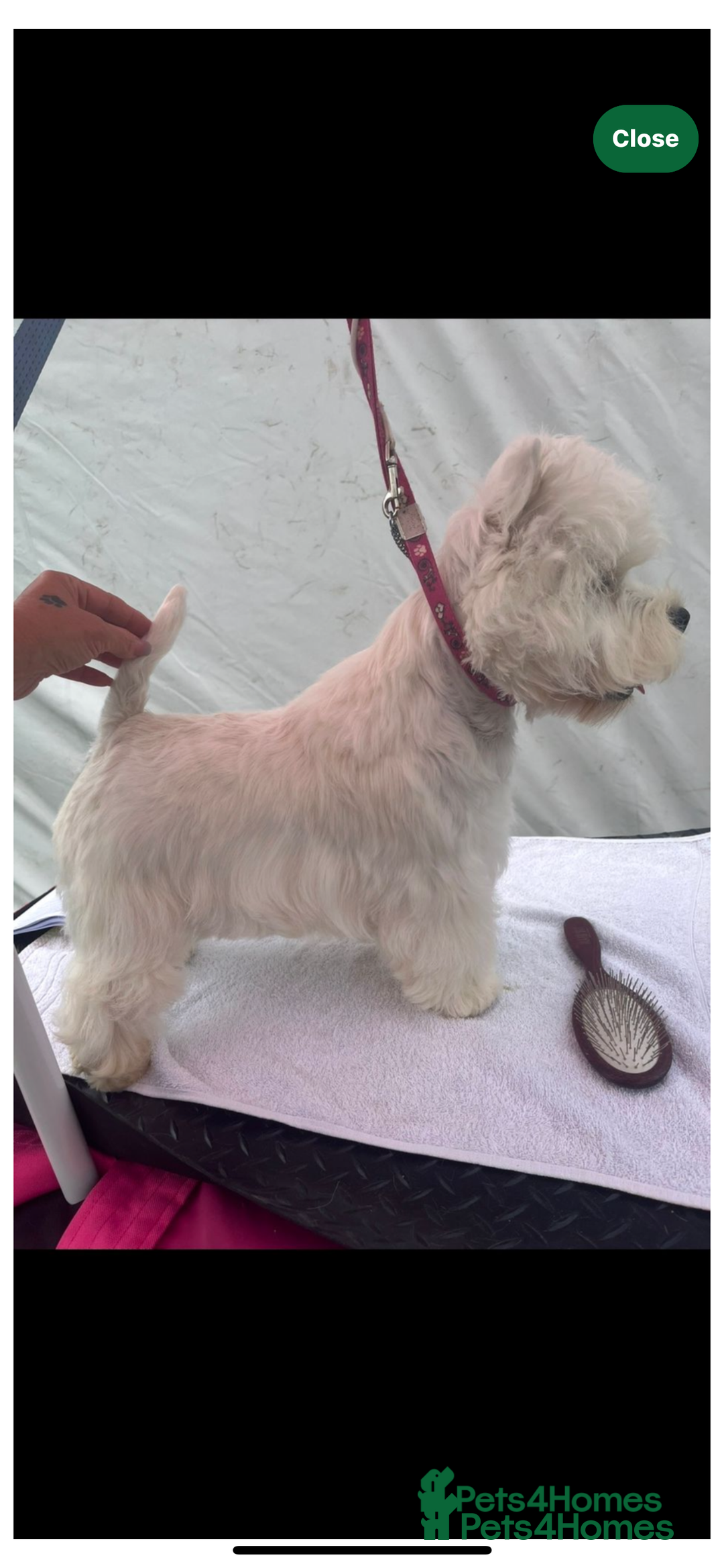 West Highland Terrier dogs for sale: Kc registered west highland white puppies.  - Advert 3